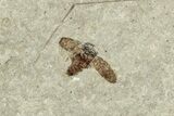 Fossil Leaf, Crane Fly, and Beetle Plate - Utah #242779-1